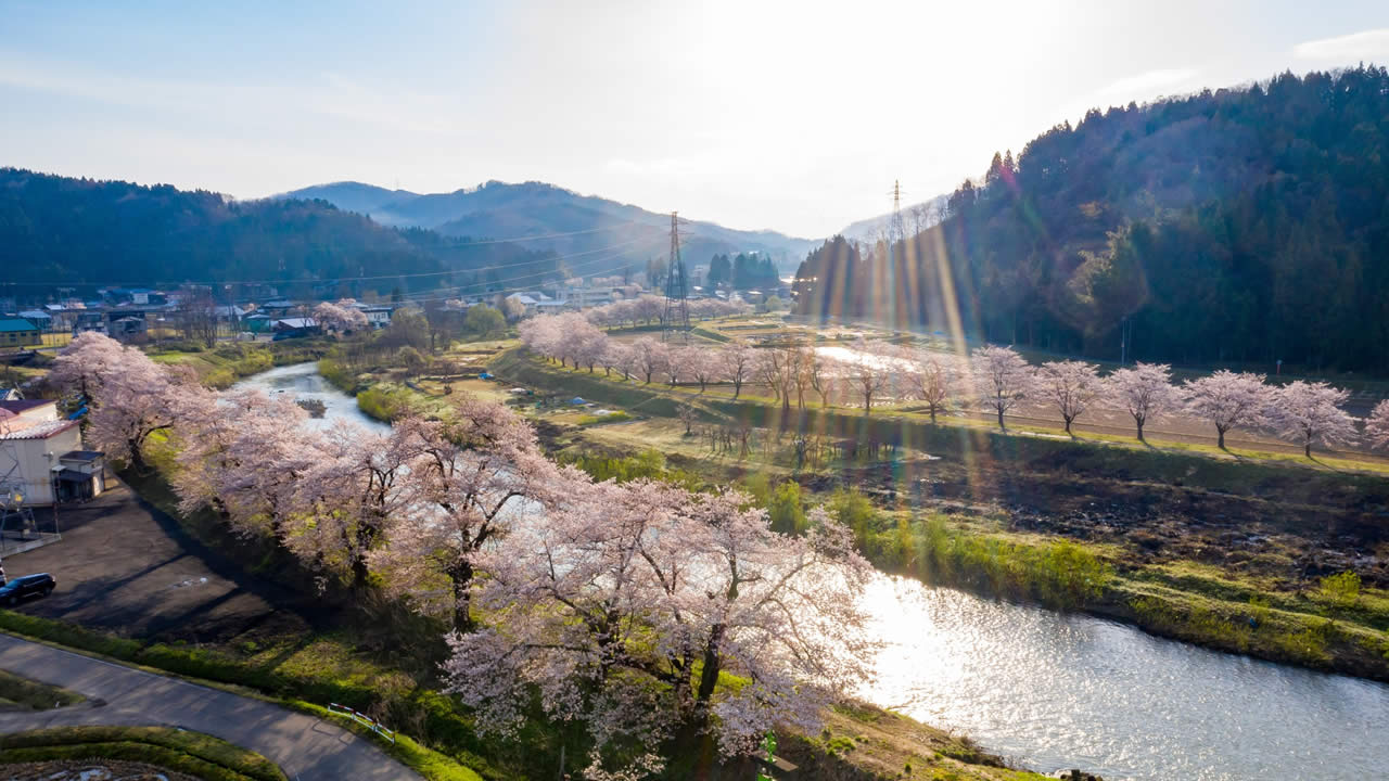 桜が咲いた美しい景色を撮影したドローン空撮イメージ